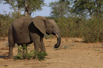 Obraz premium Afrikanischer Elefant / African elephant / Loxodonta africana.