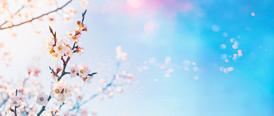 Hello spring concept. Flowering fruit tree with lens flare bokeh on sunny sky background