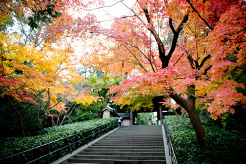 Naklejka premium 瑞鹿山 円覚寺, 北鎌倉の紅葉