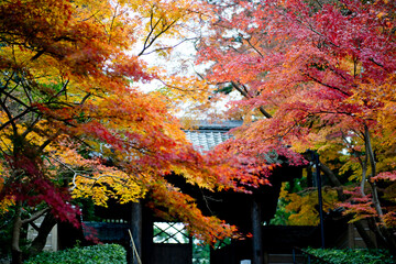 瑞鹿山 円覚寺, 北鎌倉の紅葉