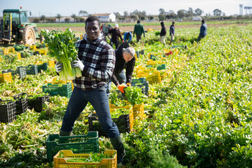 Portrait of successful African American farmer standing on celery plantation with ripe vegetables in hands during harvest