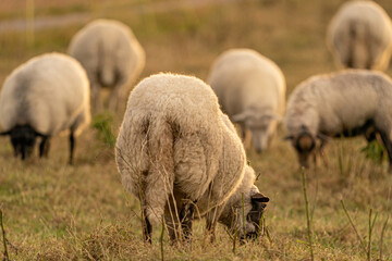 Dutch sheep eat fresh green grass during sunrise on the field in autumn with sun in the back