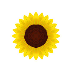 Sunflower flower icon isolated on white background. Vector illustration. EPS10
