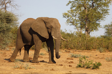 Plakat Afrikanischer Elefant / African elephant / Loxodonta africana