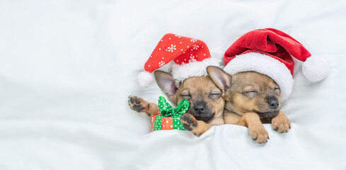 Two Toy terrier puppies wearing red santa's hat sleep under a warm white blanket on a bed at home...