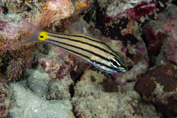 Toothy Cardinalfish Cheilodipterus isostigmus