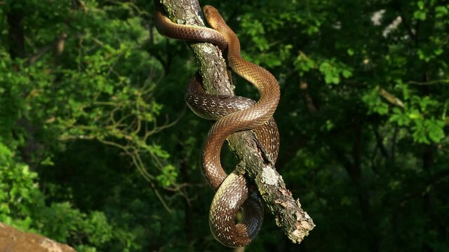 Aesculapian Snake - Zamenis longissimus, Elaphe longissima, nonvenomous olive green and yellow snake native to Europe, Colubrinae subfamily of family Colubridae. Resting on the branch.