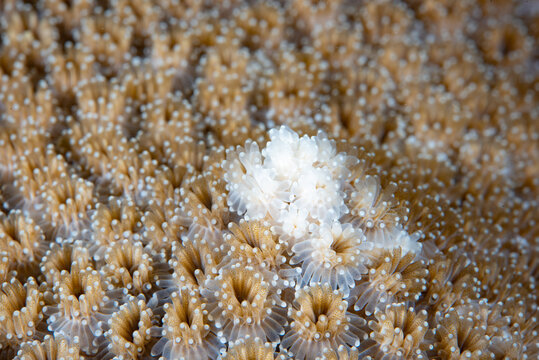 Stony coral Galaxea Sp.