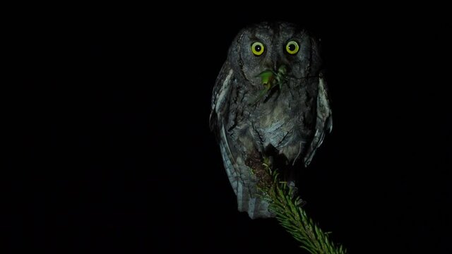 Nocturnal owl bird and night clip of the European Scops-Owl (Otus scops) perched on a spruce branch with caught grasshopper. Landing and flying away from branch, face to face, Handing over the food.