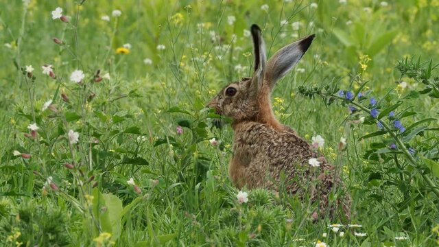Brown Hare - Lepus europaeus, European hare, species of hare native to Europe and parts of Asia, the largest hare species, open country, herbivorous, feeding and eating the green grass on the meadow.