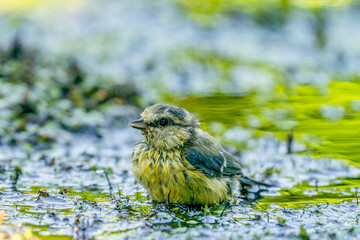 A wet Great Tit sits in muddy green water. Very detailed feathers. Natural background