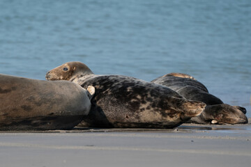 Funny lazy seals on the sandy beach of Dune, Germany