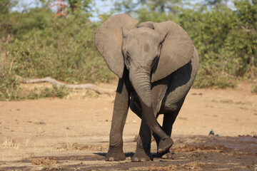Fototapeta premium Afrikanischer Elefant / African elephant / Loxodonta africana.