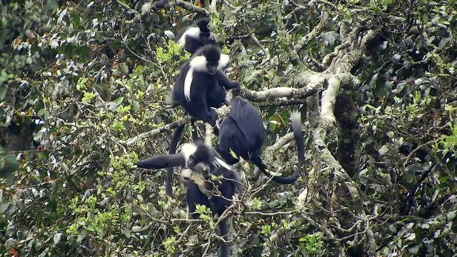 Black White Colobus and Colobi Monkeys at Natural Environment on Rainforest Trees in Africa. Real wild wildlife animal animals tailed tail monkey crowded tropical tropic colobuses colobi ape apish 4K.
