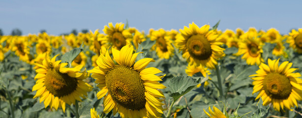 Fototapeta na wymiar Bright golden sunflower field at sunset.