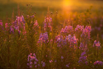 purple wildflowers in the rays of the evening sun