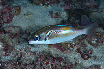 Oblique-bar Monocle Bream Scolopsis xenochrous.