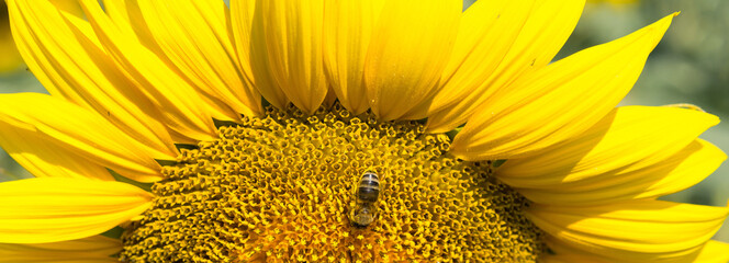 Naklejka premium Bright golden sunflower field at sunset.