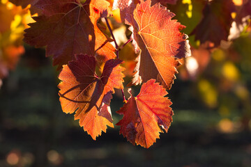 Autumn grapes with red leaves, the vine at sunset is reddish yellow