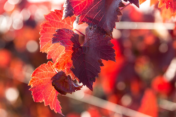 Autumn grapes with red leaves, the vine at sunset is reddish yellow - Powered by Adobe