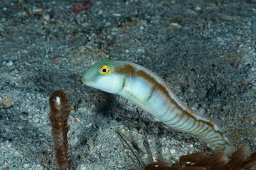 Razor Wrasse Cymolutes torquatus.