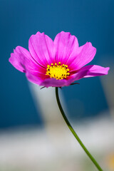 pink cosmos flower