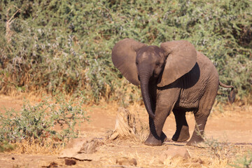 Fototapeta premium Afrikanischer Elefant / African elephant / Loxodonta africana.