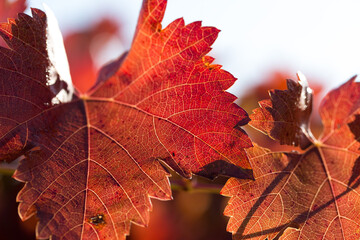 Autumn grapes with red leaves, the vine at sunset is reddish yellow