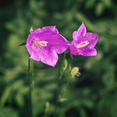 Wildflowers. Delicate purple bell on a green background.