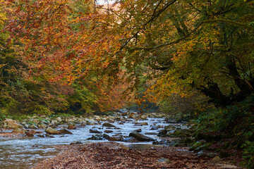 Colorful autumnal landscape of a river in the forest