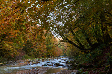 Obraz premium Colorful autumnal landscape of a river in the forest