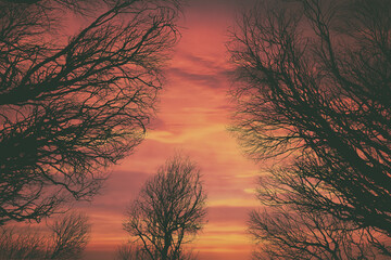 Silhouettes of treetops against a colorful sky