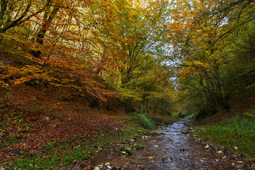 Colorful autumnal landscape of a river in the forest