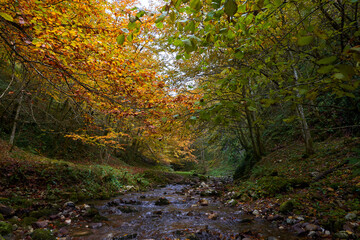 Fototapeta premium Colorful autumnal landscape of a river in the forest