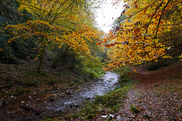 Colorful autumnal landscape of a river in the forest