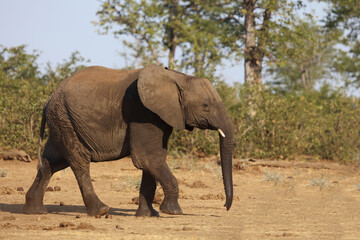 Obraz premium Afrikanischer Elefant / African elephant / Loxodonta africana.
