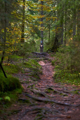 Marked trail through the forest