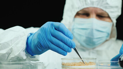 Scientist in the laboratory conducts experiments with maggots