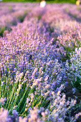 Fototapeta na wymiar Lavender Flowers Field. Growing and Blooming Lavender