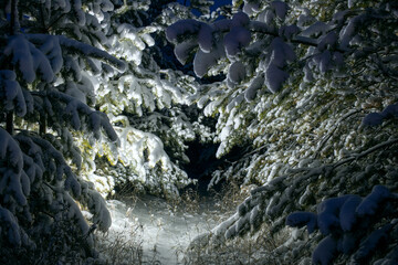 Branches of pine-tree covered with snow at night under artificial light.