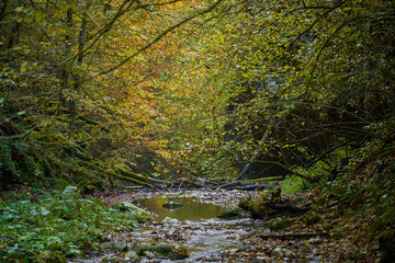 Colorful autumnal landscape of a river in the forest