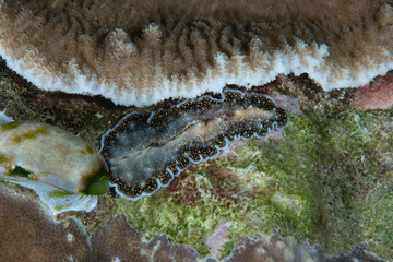 Acanthozoon albopunctatus