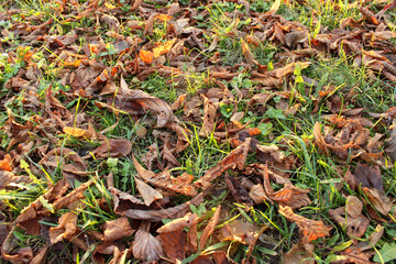 Lighted dry leaves on a lawn