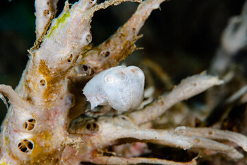 Needle Cuttlefish Sepia aculeata