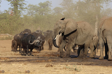 Afrikanischer Elefant und Kaffernbüffel / African elephant and Buffalo / Loxodonta africana et Syncerus caffer.
