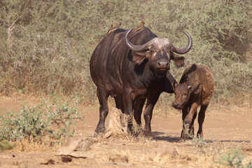 Obraz premium Kaffernbüffel und Gelbschnabel-Madenhacker / Buffalo and Yellow-billed oxpecker / Syncerus caffer et Buphagus africanus.