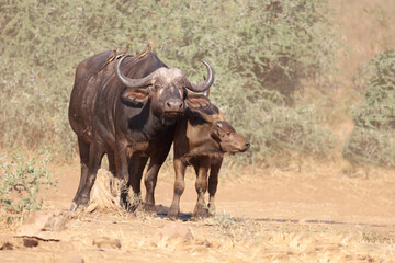 Obraz premium Kaffernbüffel und Gelbschnabel-Madenhacker / Buffalo and Yellow-billed oxpecker / Syncerus caffer et Buphagus africanus.