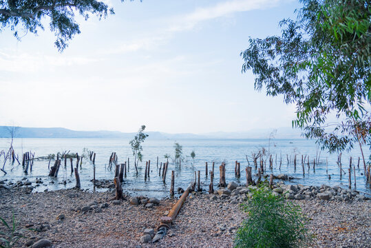 Trees and tree trunks sunk inside the Sea of Galilee. High quality photo