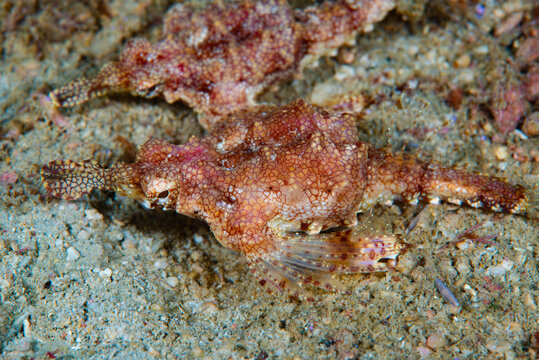 Dragon sea Moth Eurypegasus draconi