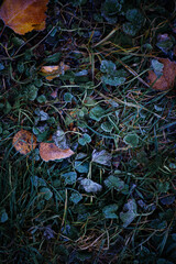 green and yellow autumn leaves with frosty